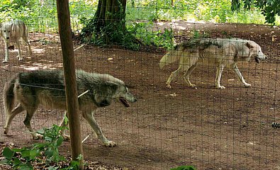 Drei Wölfe streifen entlang des Drahtzaunes mit offenem Maul