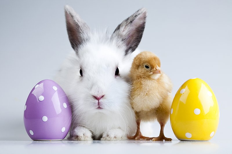 Osterhase mit Küken inmitten von violettem und gelbem Ei