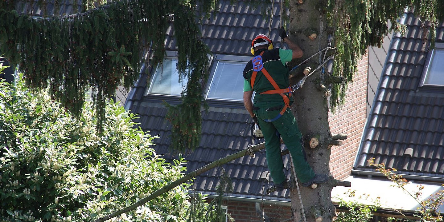 Mann in Baumkrone schneidet Äste ab