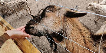 Eine braune Ziege wird mit Mais von der Hand aus gefüttert, während sie ihre Schnauze durch die Maschen des Drahtzauns steckt