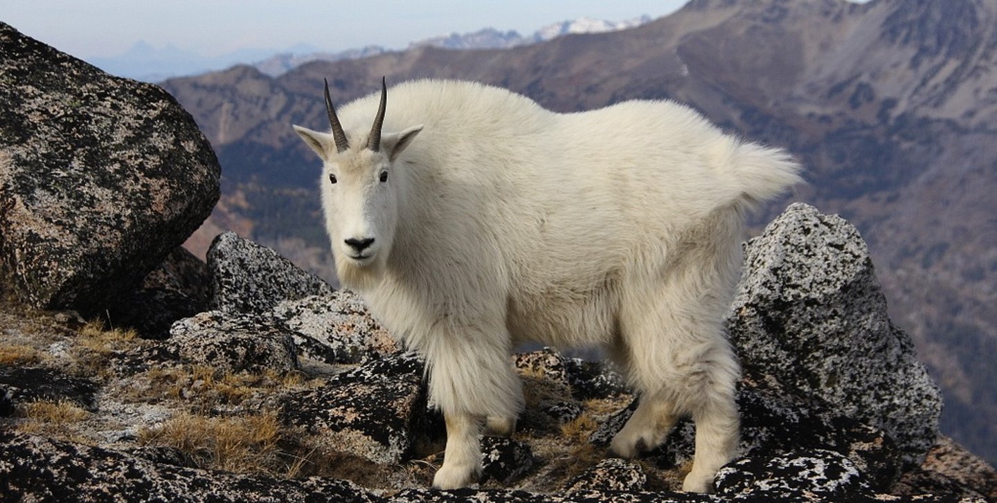 Ziege im Himalaya 