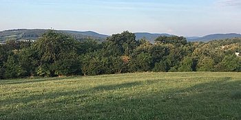 Grüne Wiese vor Wald