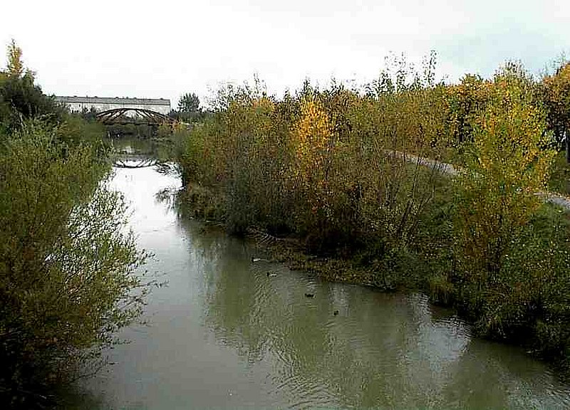 Fotografie vom wild bewachsenen Marchfeldkanal