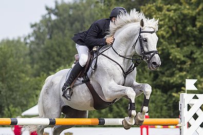 Weißes Pferd mit Reiter beim Sprung über ein Lattenhindernis