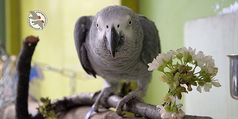 Graupapagei sitzt auf Ast mit kleinem Strauß Blumen