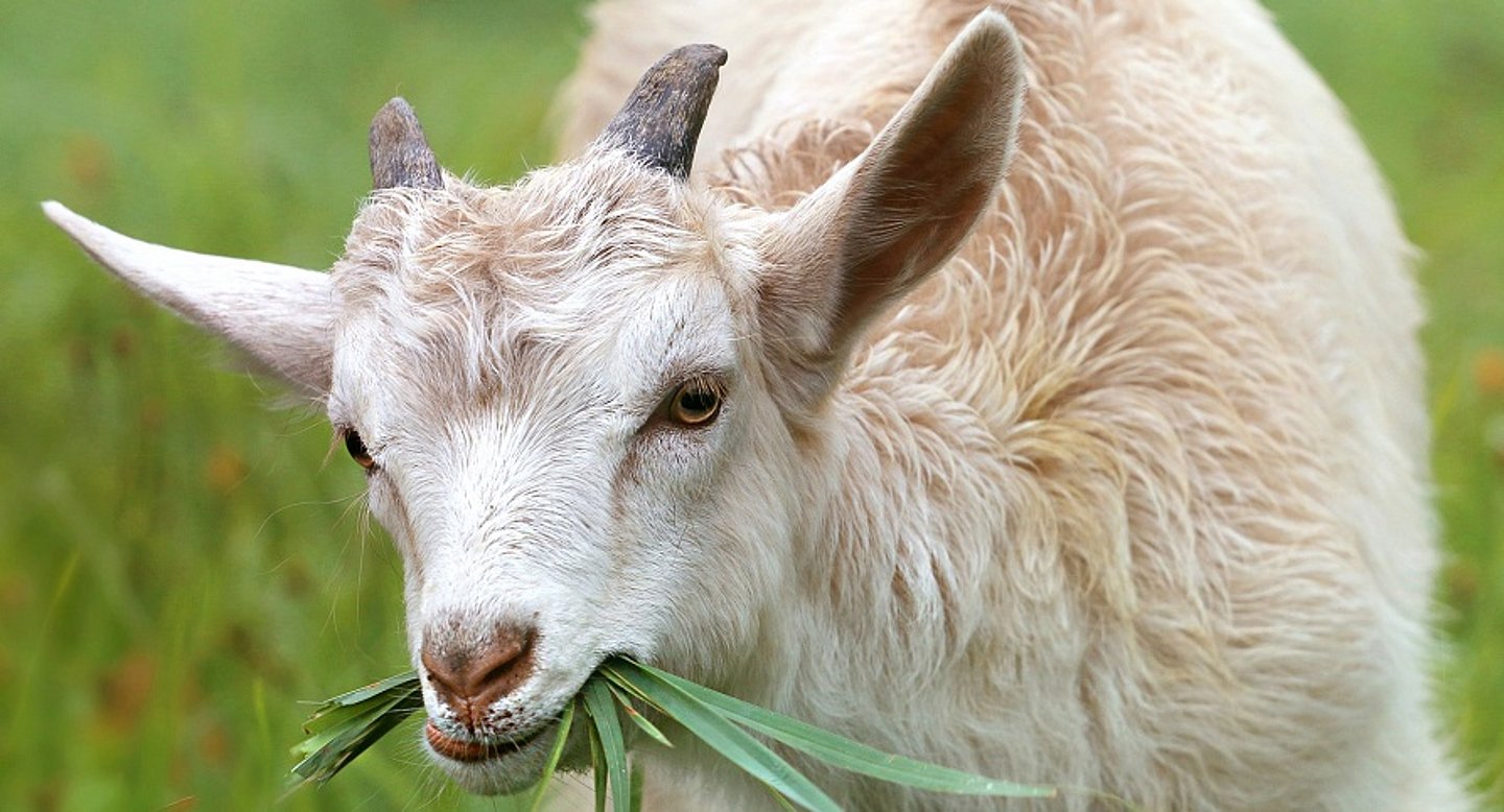 Ziege mit Gras im Mund