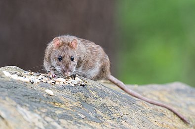 Eine Wanderratte sitzt auf einem Felsen und frisst.