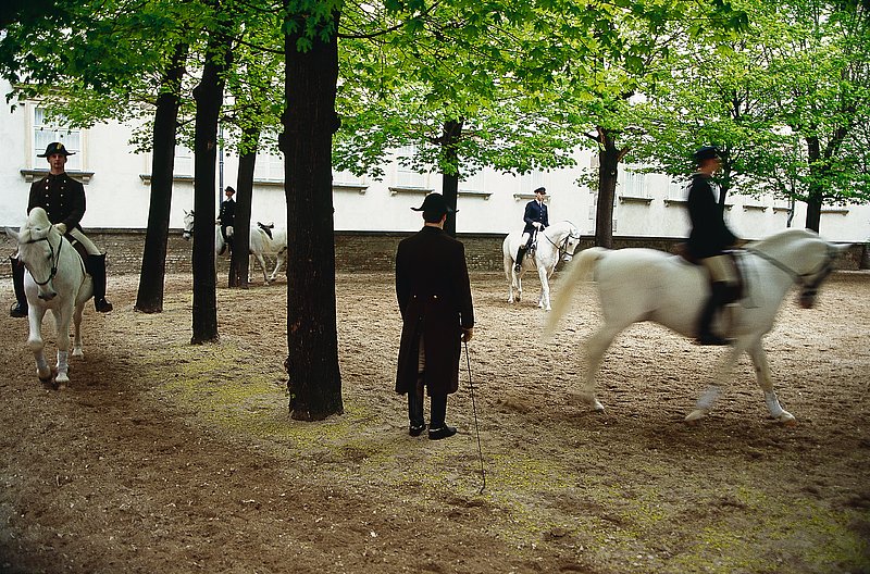 Lipizzaner beim Training in der Sommereitschule.