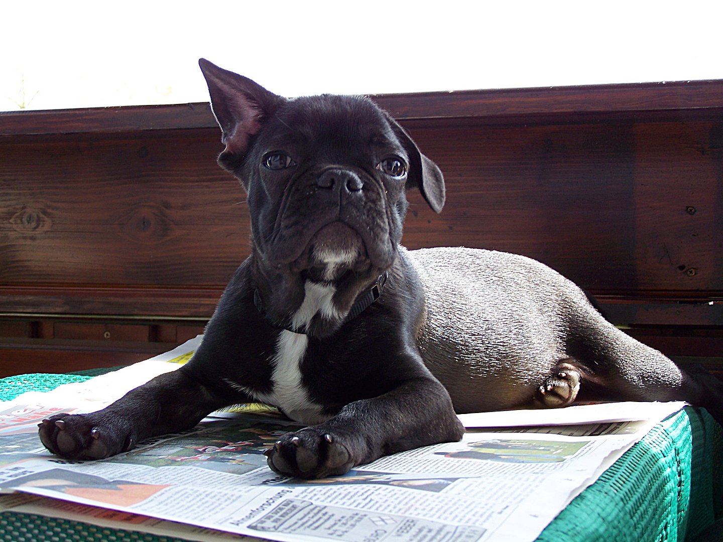 Ein Hund liegt auf einer Zeitung