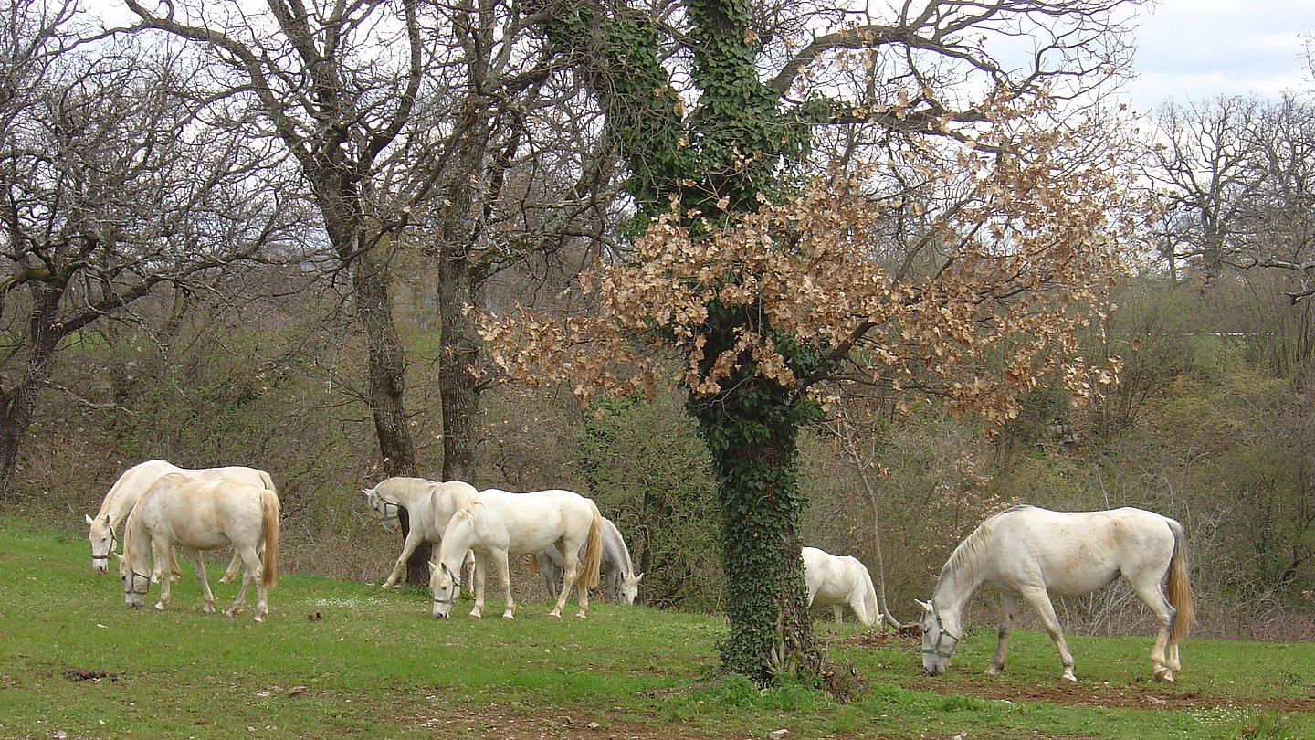 Lipizzanerherde auf der Weide