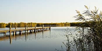 Der Neusiedler See mit Steg an einem sonnigen Tag