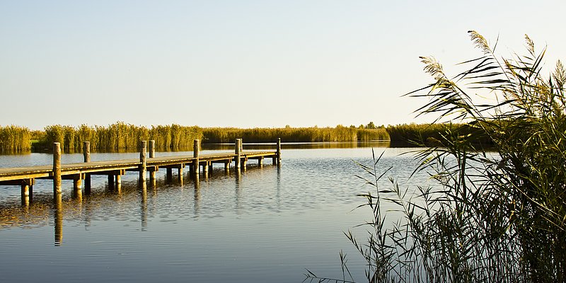 Der Neusiedler See mit Steg an einem sonnigen Tag