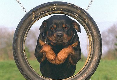 Hund springt durch einen Reifen