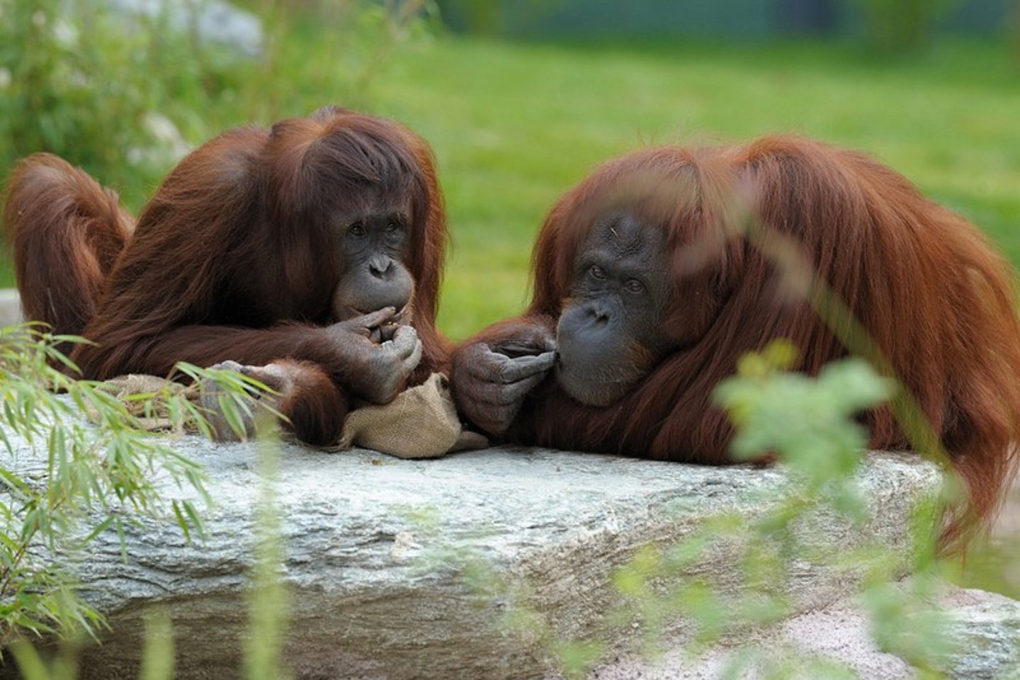 Orang-Utans-Tiergarten-Schönbrunn