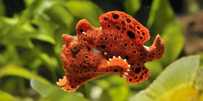 Anglerfisch im Aquarium