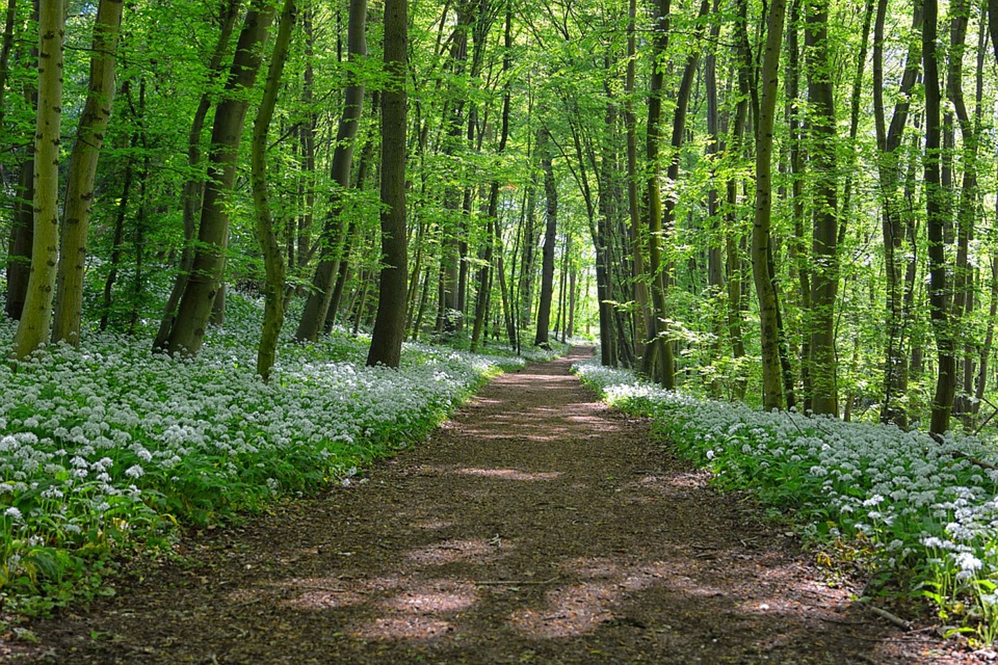 Waldweg mit viel Bärlauch am Rand