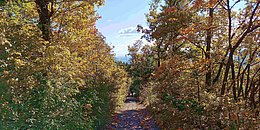 Ein enger Weg, welcher mit buntem Laub bedeckt ist, führt durch einen herbstlichen Wald