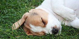 Der Kopf eines Beaglewelpen, der schlafend im Gras liegt