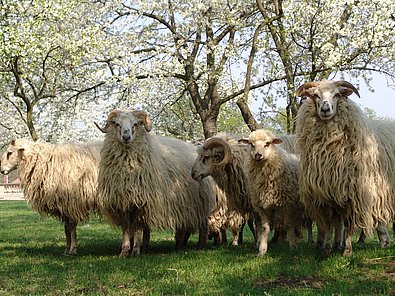 Wallachenschafe auf der Weide auf Schlosshof